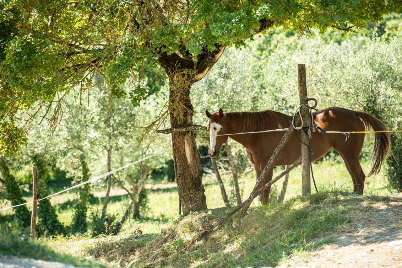 Agriturismo Fattoria Lavacchio ปอนตาสซิเอเว ภายนอก รูปภาพ