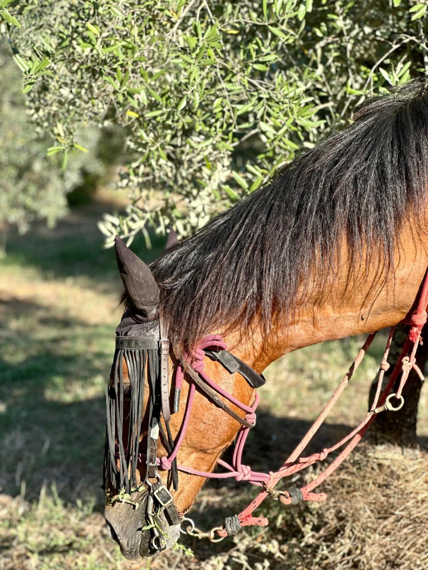 Agriturismo Fattoria Lavacchio ปอนตาสซิเอเว ภายนอก รูปภาพ